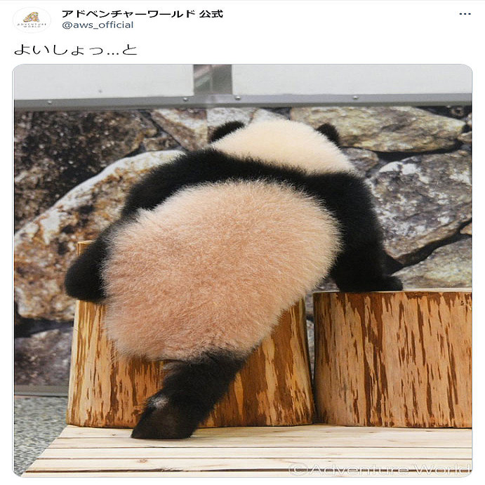 よいしょ 丸太にのぼる赤ちゃんパンダの後ろ姿に大反響 中に幼稚園児入ってる ライブドアニュース