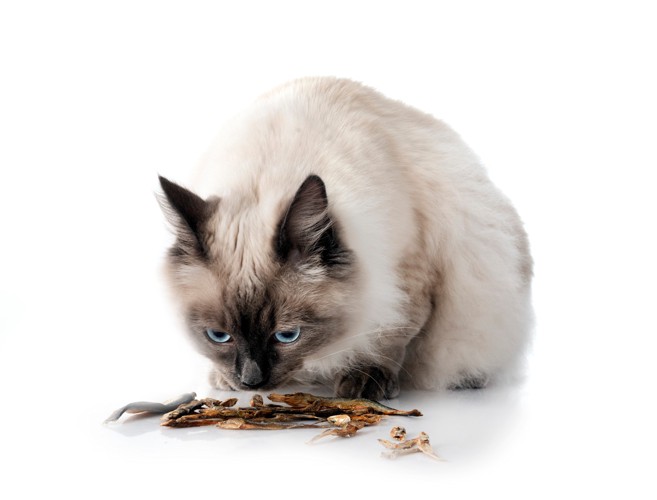 �Ѵ����˴���Ť����������̤�ǭ