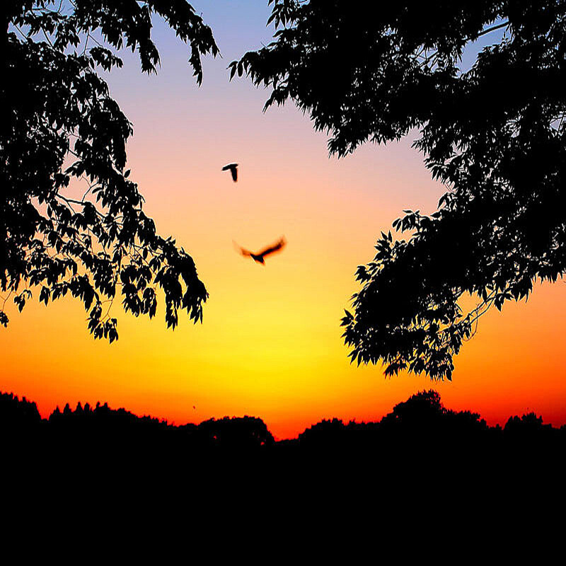 夕暮れのカラスってステキ 清少納言が推奨する 秋の光景とは ライブドアニュース