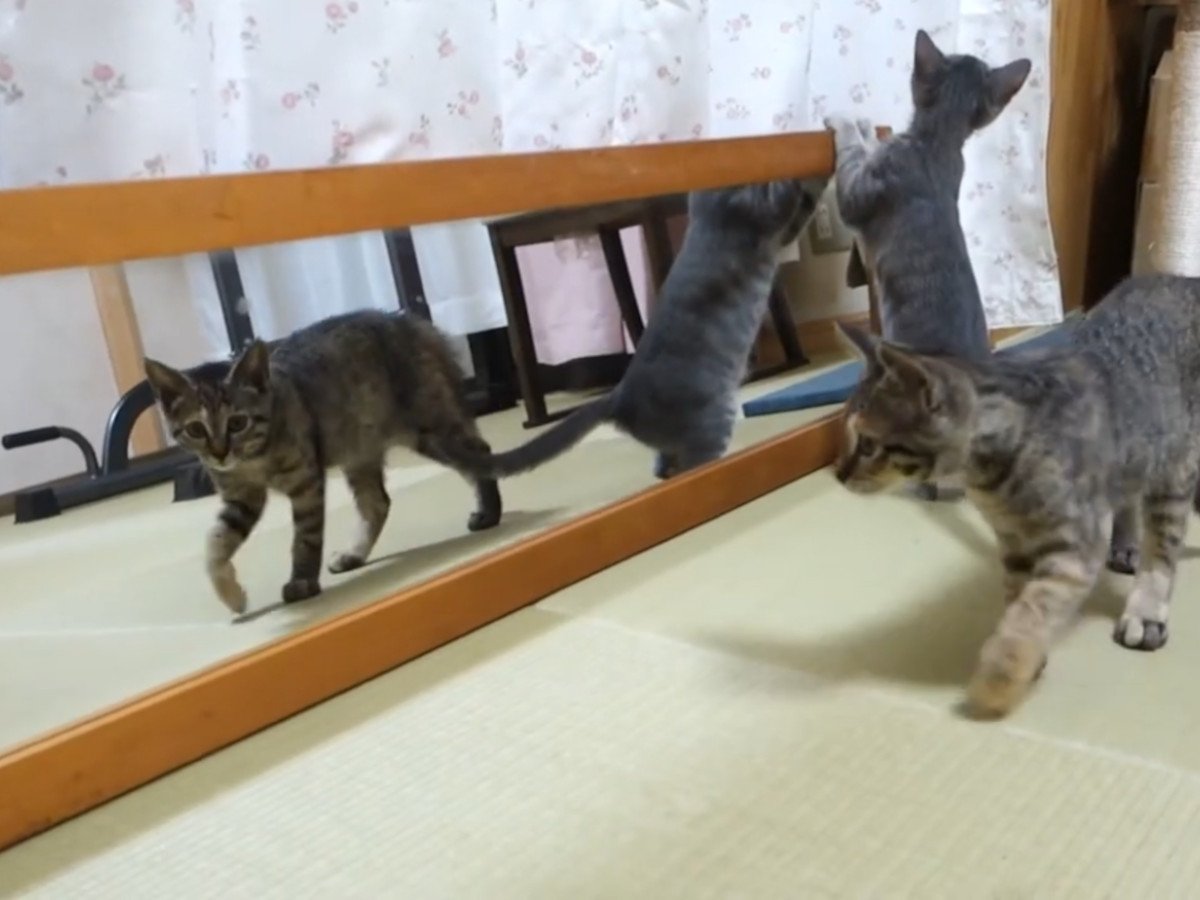 子猫たちvs鏡!
