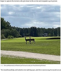 եɤμԥإ륷󥭤ˤ르վˡ˥Τ褦1ܳѤΥ줿ʡWhats the JamGolf club worker spots tiny unicorn watching her from across the greenסJam Press/Paloheina golf and coˡ٤