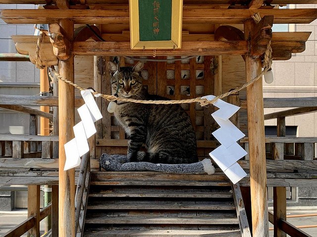 祠の真ん中に我が物顔で居座る猫神様 初詣に行きたい と注目 ライブドアニュース