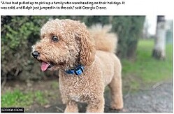 īλѤäʲϡBBC2023ǯ213աWrexham: Missing dog takes 100-mile round-trip in taxiסGEORGIA CREWEˡ٤Υ꡼󥷥åȡ