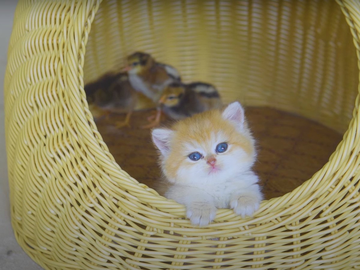 �Ҥ褳�������롪��