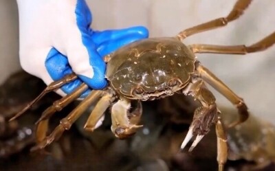 平均月収40万円!カニ目利き職人が引っ張りだこに―中国