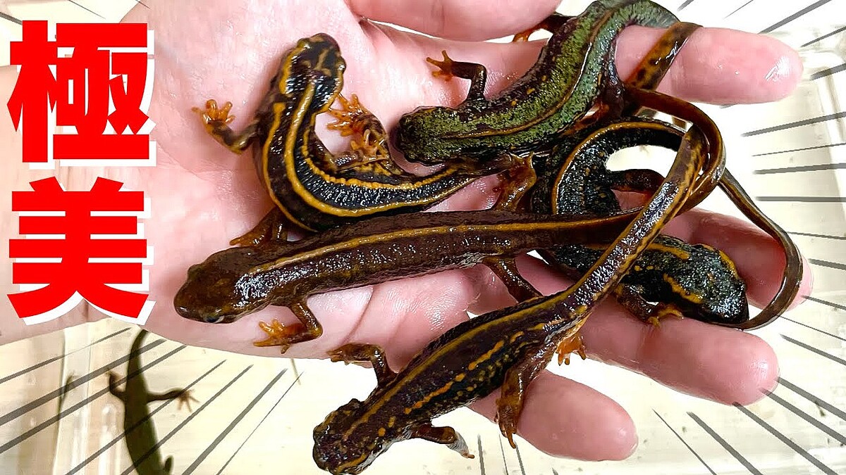 アマミシリケンイモリ ペア アマミシリケンイモリ 奄美大島産 １ペア | 九居堂