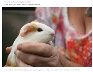 自宅の庭で食用にモルモットを飼育するオーストラリアの夫婦に賛否 ライブドアニュース