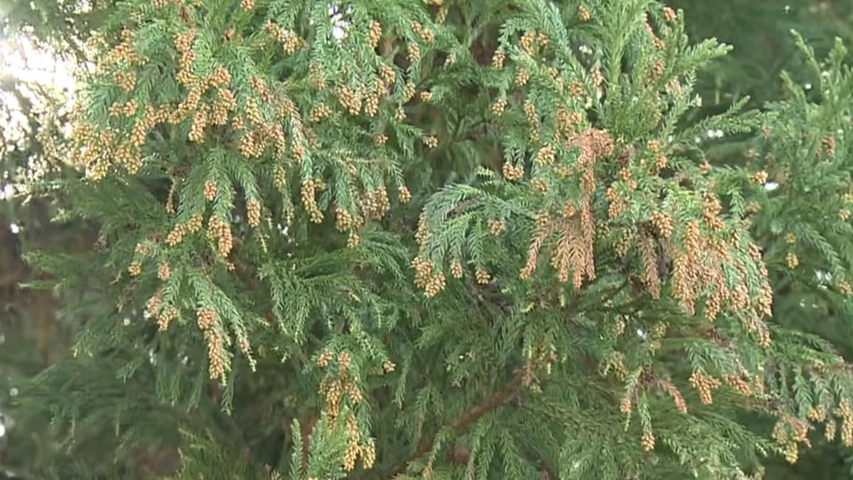 山口県でスギ花粉飛散開始…県医師会が宣言 (2026年2月16日掲載) - ライブドアニュース