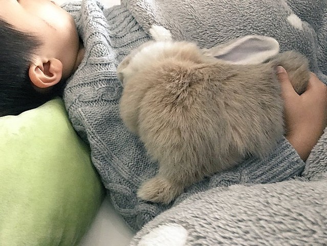 子どもの腕の中で寝るうさぎがsnsで話題 可愛い寝顔にほっこり ライブドアニュース