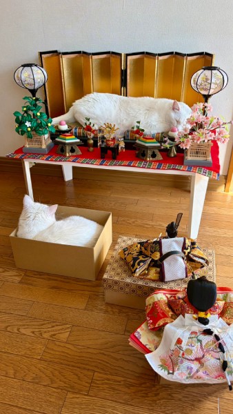 お内裏様とお雛様がまさかの「順番待ち」　ひな壇を占拠して爆睡する白猫ちゃん