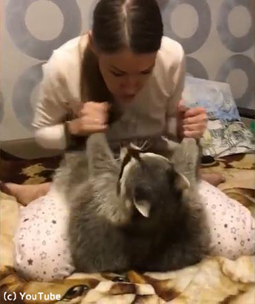 わたあめ アライグマ