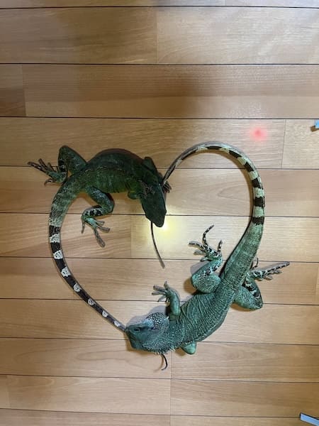 �ȥ����Υ��åץ뤬���߽Ф������פ�1�硪������ư��ΰ��餷���ȥϡ��ȡɤ�ȿ��