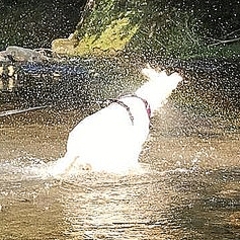 水遊びで虹を作った犬の写真 もう妖精ですやん と話題 ライブドアニュース