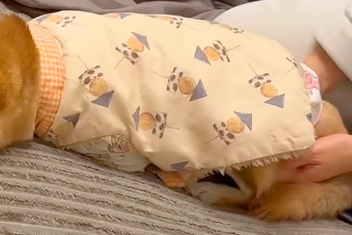 抱っこしてほしくて甘える柴犬の姿が反響を呼ぶ「人間の子どもみたい」