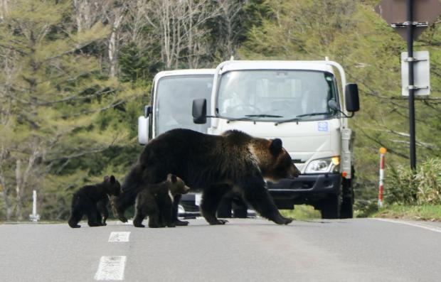 北海道でのヒグマ捕獲、過去最多 10カ月間に初の2000頭超え