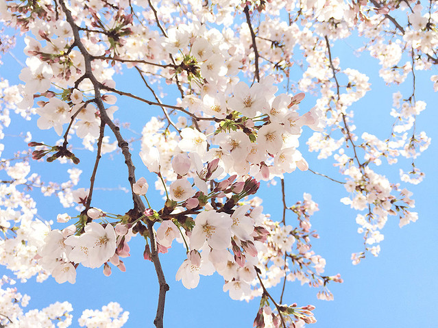 古いIphone 6でもここまで撮れる！スマホ撮影術で桜をキレイに撮ろう - ライブドアニュース