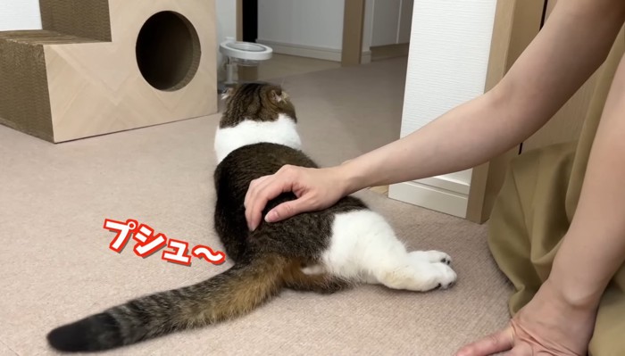 ぽこ太郎 sddefault.jpg