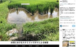 ���ӿ建�ʤ�X�ʡ�MAFF_JAPAN�ˤ��