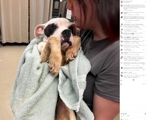 栄養失調で立つこともできず、今年5月に米ミズーリ州のバス停に捨てられた犬。優しい男性によって救助され、その後動物シェルターにやって来た(画像は『Stray Rescue of St. Louis 2023年5月11日付Instagram「A few more photos of She-Ra’s arrival」』のスクリーンショット)