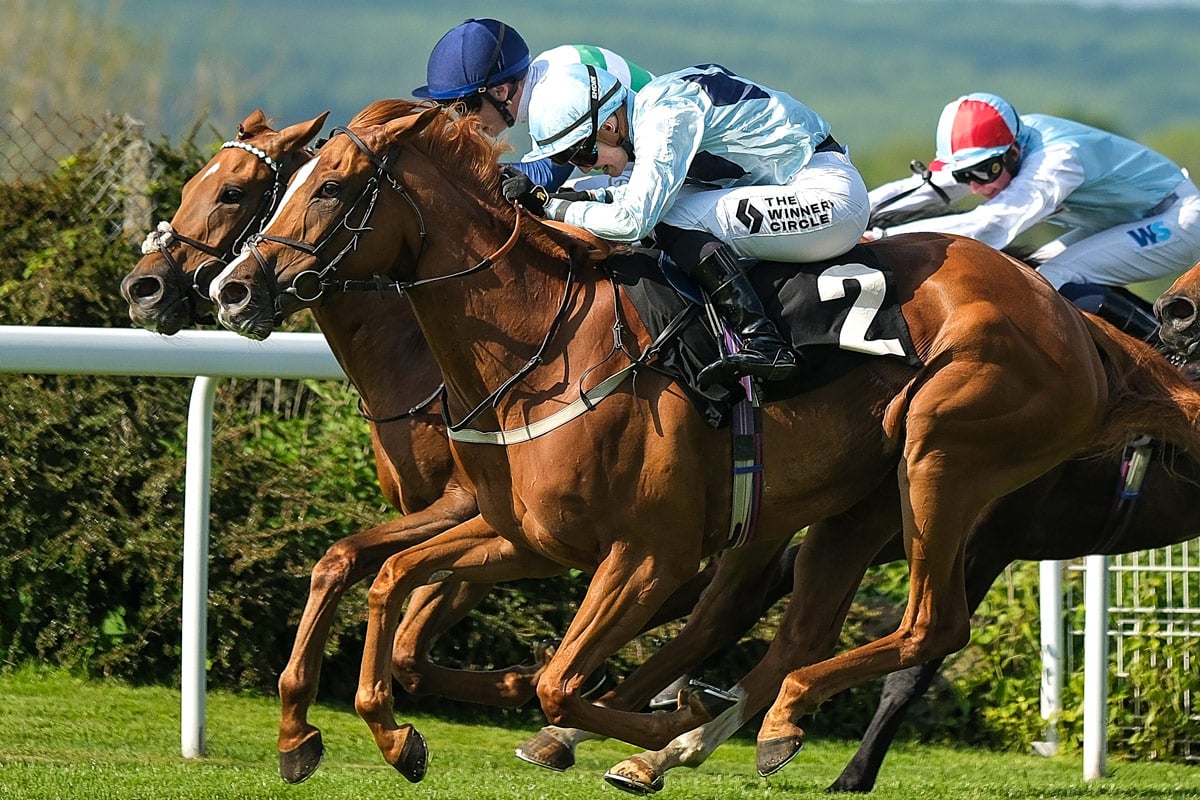東京新聞杯、単勝2桁人気にもチャンス 穴馬候補「シャンパンカラー」