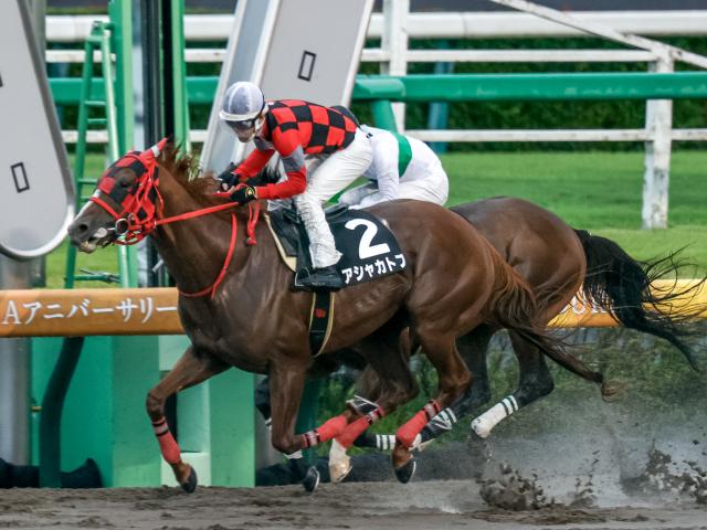 ポルックスSに出走するアシャカトブ(撮影:下野雄規)