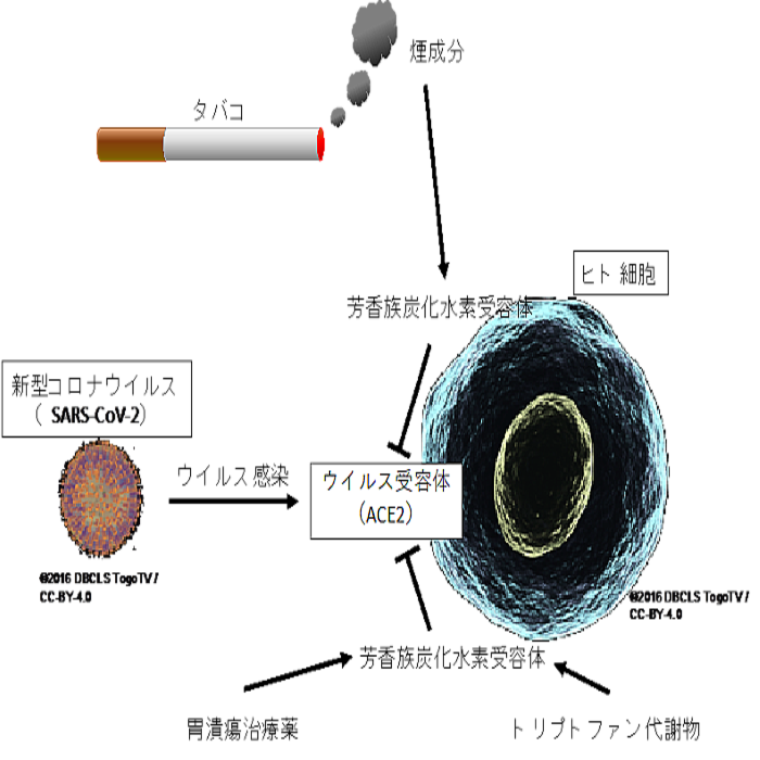 タバコ煙の成分に新型コロナの感染抑える効果 広島大学の教授らが研究 ライブドアニュース