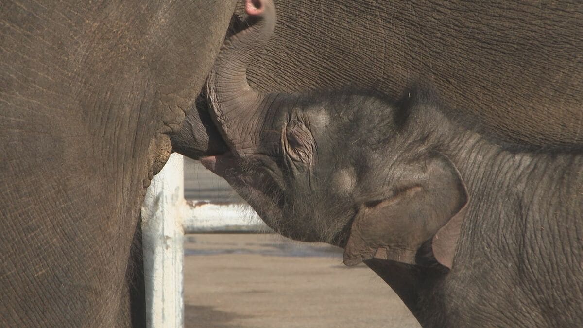 アフリカンサファリでアジアゾウの赤ちゃん誕生