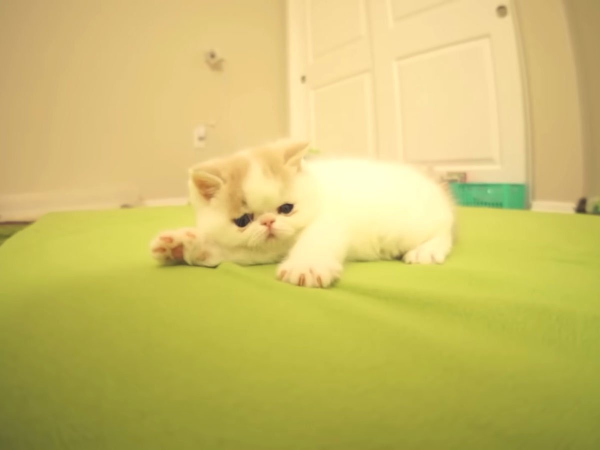 ǭ�ʤΤ˸��äݤ��Ĥ��ȡġ�