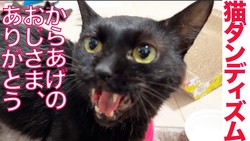 「イケメンすぎる」食いしん坊の元野良猫、自分のご飯を横取りされてまさかの神対応