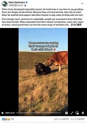 ³ڻľεΤȤ³Ƚޤ֤Ǹ̤ΰ򤷤ʡFarm SanctuaryFacebookWhen Curly developed inoperable cancer, his herd knew it was time to say goodbye.ס٤