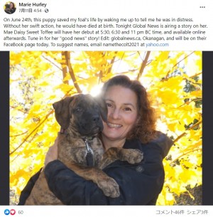 ���Ϥΰ��Ѥˤ����᤯���դ��������ʲ����ϡ�Marie Hurley��2021ǯ7��11��Facebook��On June 24th, this puppy saved my foal��s life by waking me up to tell me he was in distress.�ס٤Υ����꡼�󥷥�åȡ�
