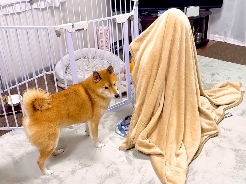 ���ʤϲ񤨤ʤ����Ф�����󤬡إ��������˱���Ƥ�ɥå���٤򸤤˻ųݤ�����̡Ĥɤ󤯤��᤮��ȿ����20�������֤��ޤ����ס�ŷ�͡�