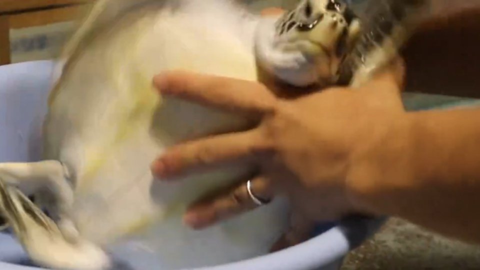 体重を測られ慣れてない子ガメの動画、10万人破顔「かわいい」