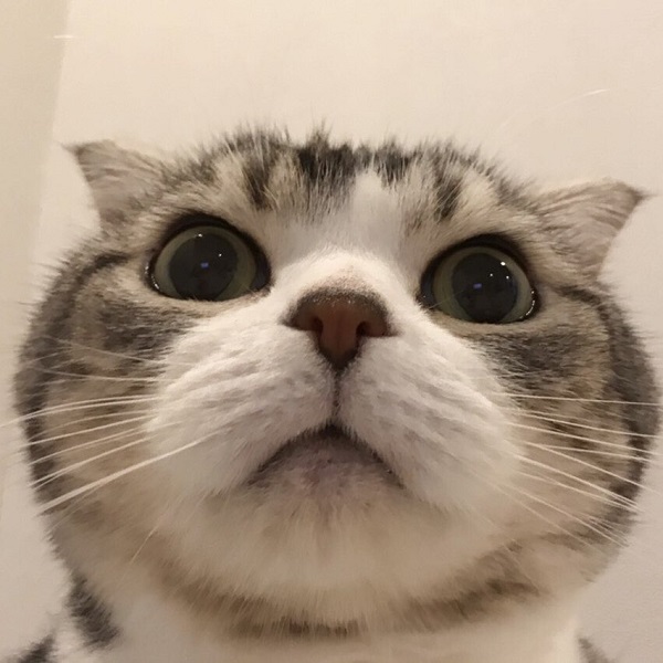 全部 丸 だけで描けちゃう 愛猫の顔面ドアップ写真に爆笑 ライブドアニュース