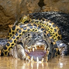 ブラジルでワニとアナコンダが40分間の死闘を繰り広げる 結果は ライブドアニュース