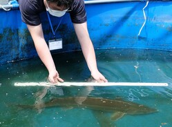  ���ʸФ���ͤ��줿���祦����ᣱ���������츩���ŻԤ����ʸ���ʪ�� 