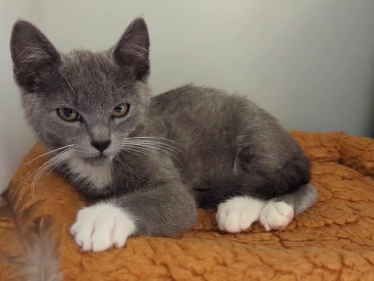 なでられるのが大好き、ハンサムな子猫