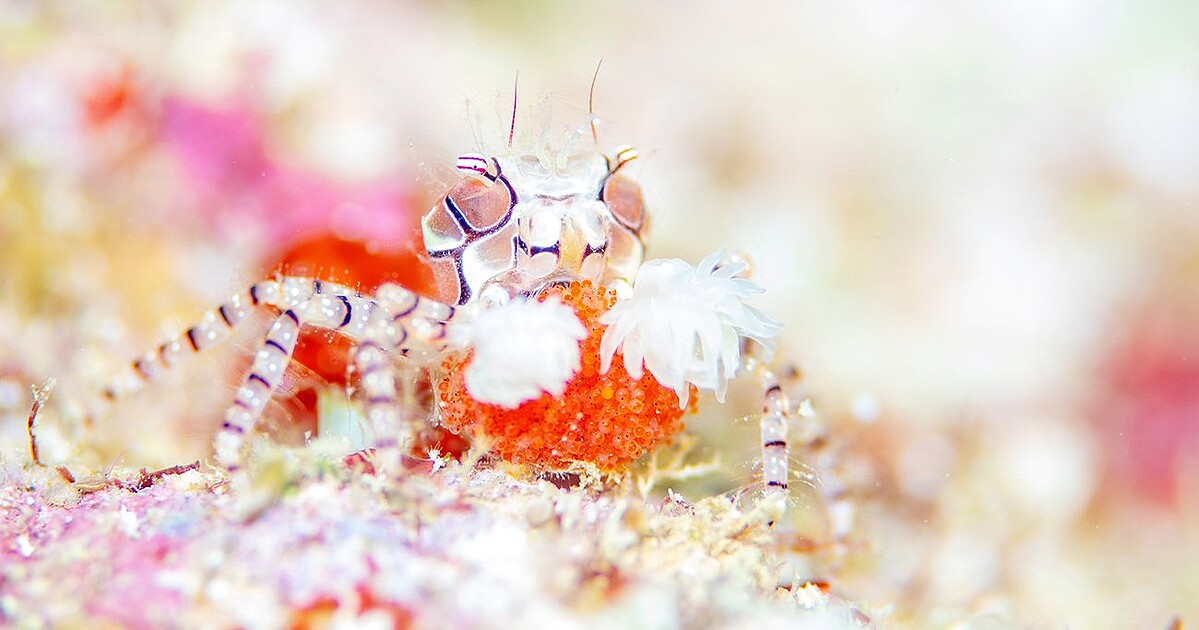 ������㥯���ˡ�Photo:PIXTA