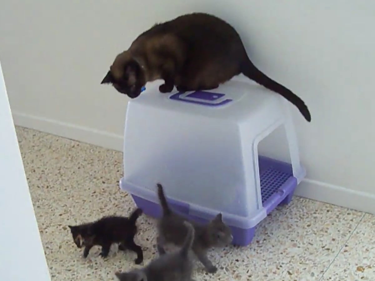 オス猫のセバスチャンが生後5週間の保護子猫たちと初めて対面