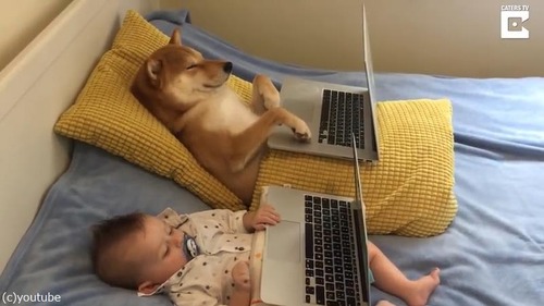赤ちゃんと柴犬がのんびりと並んで見つめるのは ノートパソコン 動画 ライブドアニュース
