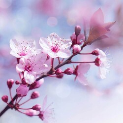 �ָ��ǡ��Ȥǹ����ݤ�Ĥ�����Σ��ĤΥݥ����