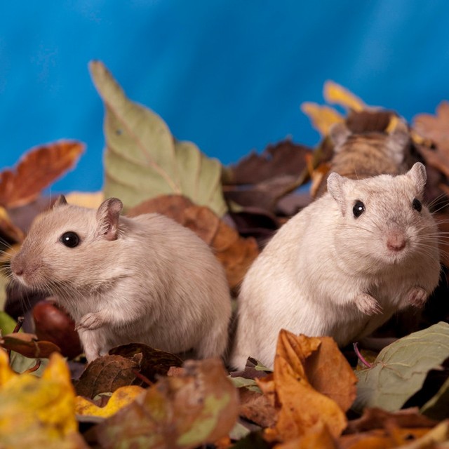 ネズミの嗅覚でスパイを暴き出す計画を検討していた　※写真はイメージです