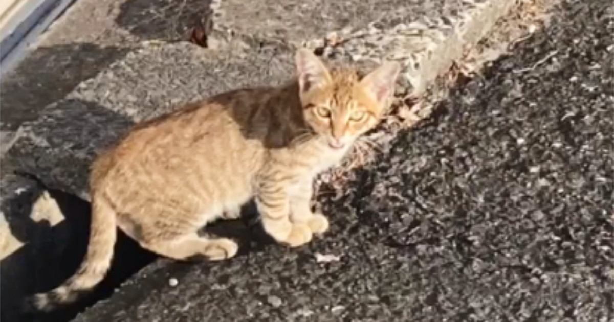 職場の駐車場で出会った子猫を保護 飼い主との距離感が縮まる