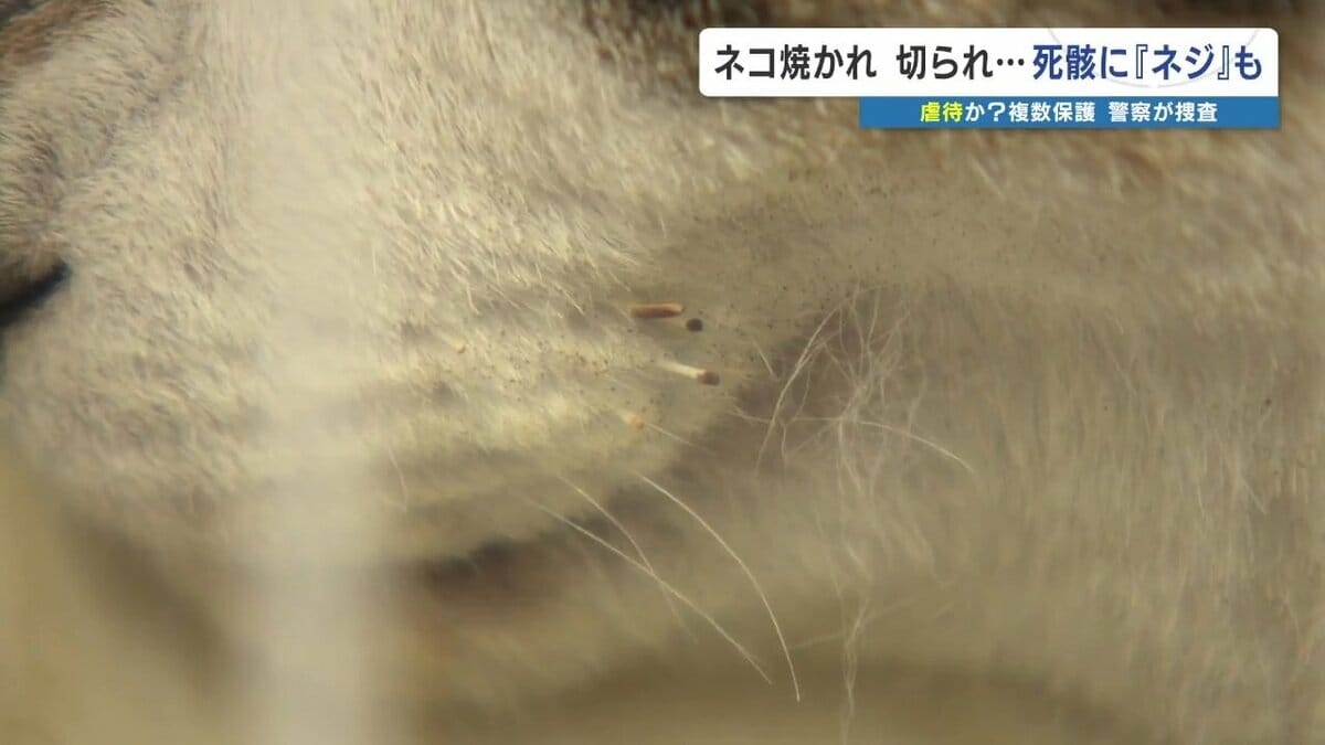 ネコ焼かれ切られ火葬すると出てきたネジ… 複数匹が虐待と見て捜査