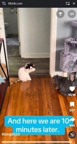 トリミングでライオンのようになって帰宅した“ジェシカ”にそっと近づく姉妹猫の“メイジー”。動画は対面から10分後の様子(『KGing0223 TikTok』より)