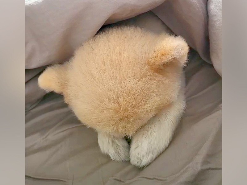 画像が削除されました