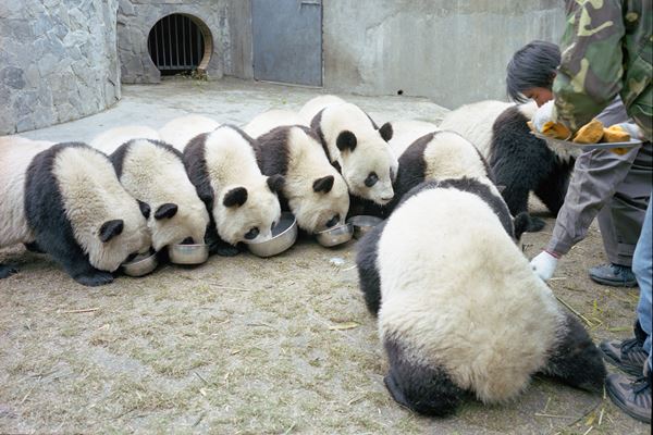 画像 本場 中国のパンダ大量発生写真が可愛すぎてため息 ライブドアニュース 画像 本場 中国のパンダ大量発生写真が可愛すぎてため息 ライブドアニュース
