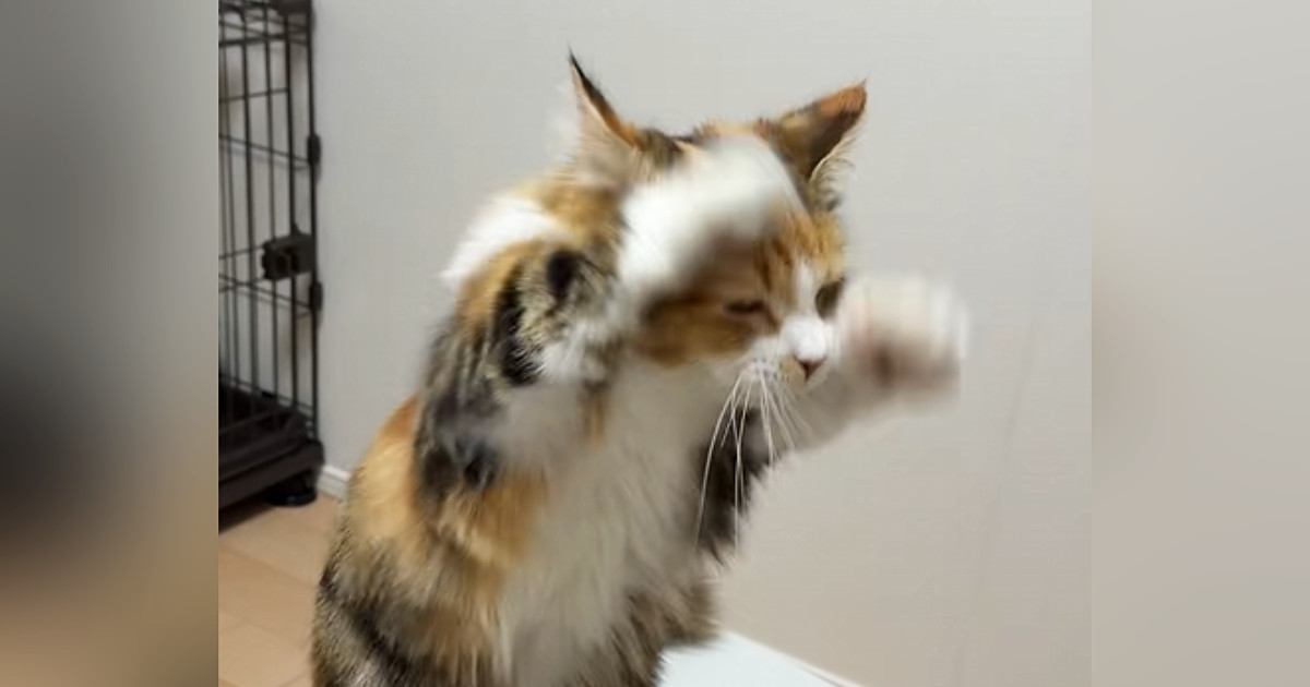 前足で招き猫のしぐさをする猫がSNSで話題「実写版招きねこ」