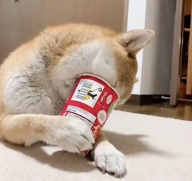 柴犬がじゃがりこの残り香をスーハー 動画に 気持ち分かる ライブドアニュース 柴犬がじゃがりこの残り香をスーハー 動画に 気持ち分かる ライブドアニュース