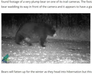 ��ʢ�����̤ˤĤ������ʤۤ�������ޡʲ����ϡ�OnFocus News��2021ǯ12��1���ա�GIANT BEAR MAKES APPEARANCE IN NORTHERN MINNESOTA�ס٤Υ����꡼�󥷥�åȡ�